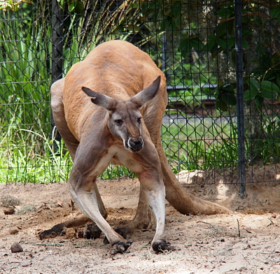 [A front view of the entire kangaroo as it has all four limbs on the ground and it faces the camera. It has very long ears. It's long tail looks thicker than its front upper limbs.]